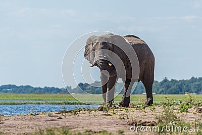 Elephant on riverbank twisting trunk round tusk Stock Photo