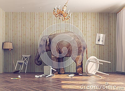 A elephant in a room Stock Photo