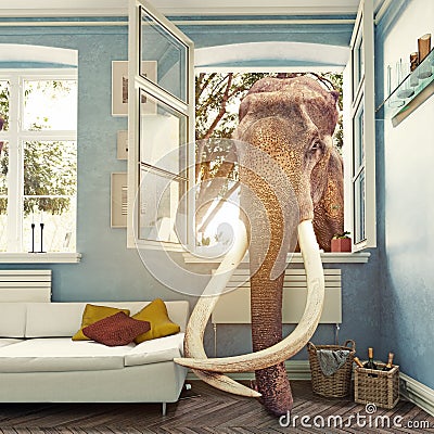 The elephant in the room Stock Photo