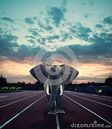 An elephant on the running track Stock Photo