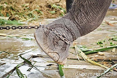 Elephant's foot tied to a chain Stock Photo