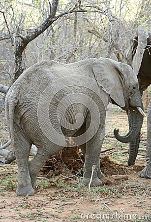 Elephant`s portrait in the savanna Stock Photo