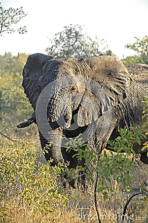 Elephant the Sabie Sands Stock Photo