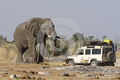 Elephant safari Stock Photo