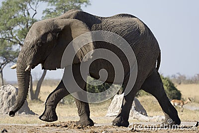 Elephant safari Stock Photo