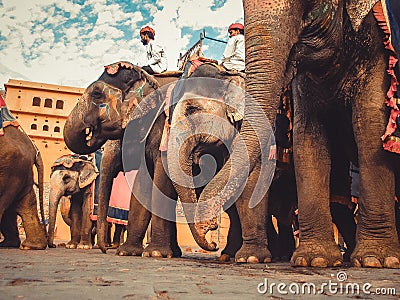 Elephant safari Jaipur Editorial Stock Photo
