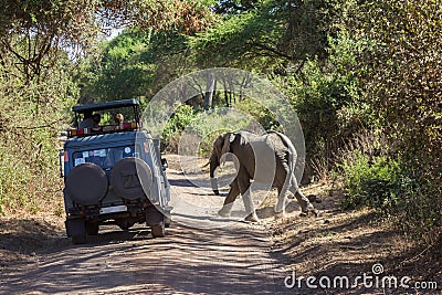 Elephant Safari Lake Manyara Editorial Stock Photo