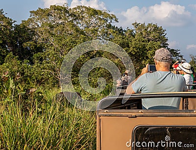 Elephant safari in the Minneriya National Park, Sigiriya, Sri Lanka Editorial Stock Photo