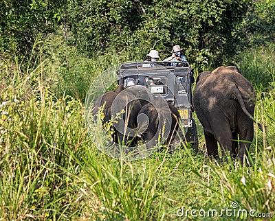 Elephant safari in the Minneriya National Park, Sigiriya,, Sri Lanka Editorial Stock Photo