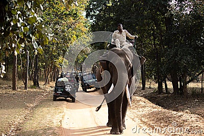 Elephant safari in a national park Editorial Stock Photo