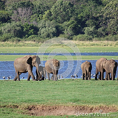 Elephant safari time in Srilanka Stock Photo