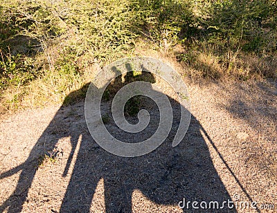 Elephant safari at Victoria Falls in Zambia Stock Photo