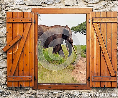 Elephant in the savanah Stock Photo