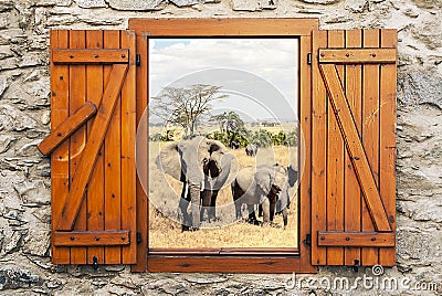 Elephant in the savanah Stock Photo