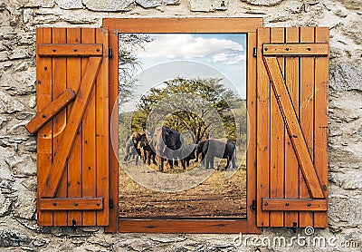 Elephant in the savanah Stock Photo