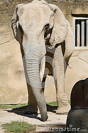 elephant savanna Stock Photo