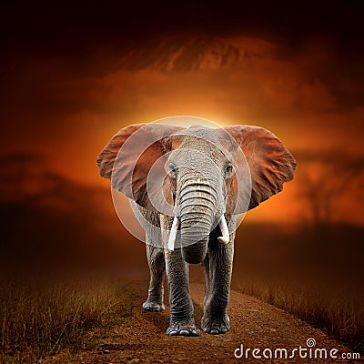 Elephant on savanna landscape background and Mount Kilimanjaro at sunset Stock Photo