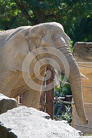 elephant savanna Stock Photo