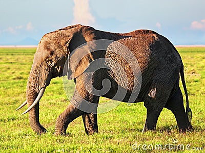 Elephant on savanna. Safari in Amboseli, Kenya, Africa Stock Photo