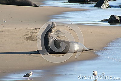 Elephant Seal Stock Photo