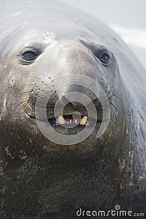 Elephant Seal Stock Photo