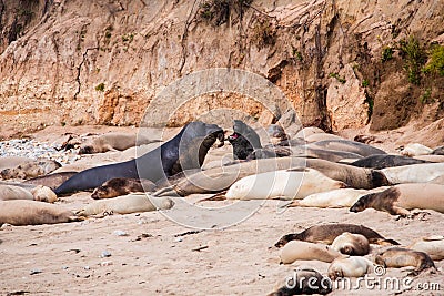 Elephant seal laying on Ano nuevo state park beach Stock Photo