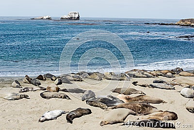 Elephant seal colony Stock Photo