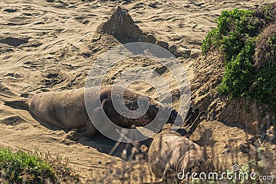 Elephant seal colony. Male seals fighting over territory and female harem. San Simeon, California Stock Photo