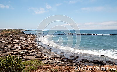 Elephant Seal Colony at viewing point at Point Piedras Blancas north of San Simeon on the Central Coast of California Stock Photo