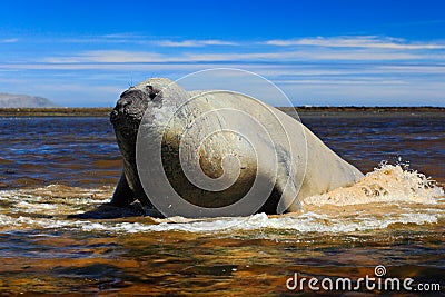 Elephant seal lying in water pond, sea and dark blue sky, animal in the nature coast habitat, Falkland Islands. Elephant seal in Stock Photo