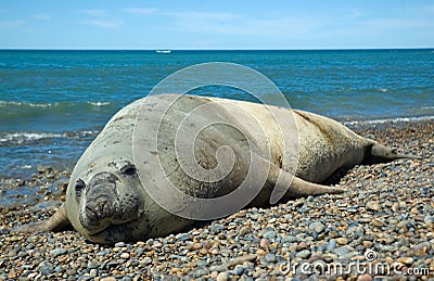 Elephant seal in Peninsula Valdes, Patagonia. Stock Photo