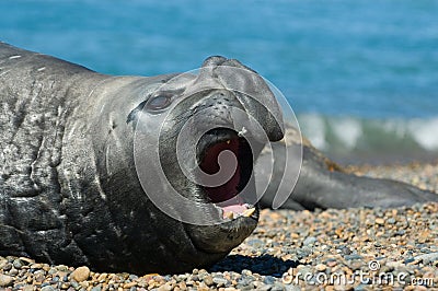 Elephant seal in Peninsula Valdes, Patagonia. Stock Photo