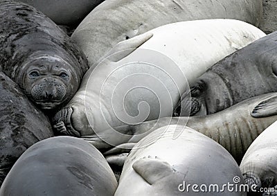 Elephant Seal Rookery Stock Photo