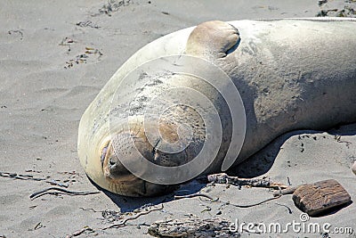 Elephant Seal of San Simeon Stock Photo