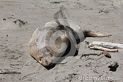 Elephant Seal of San Simeon Stock Photo