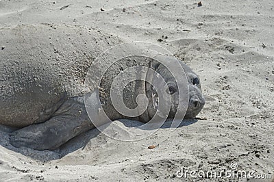 Elephant seal in the Valdes Peninsula Stock Photo