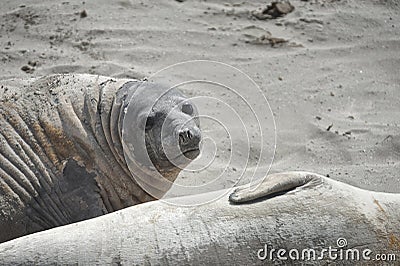 Elephant seal in the Valdes Peninsula Stock Photo