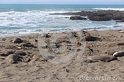 Elephant Seals on California Beach in Winter Stock Photo