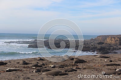 Elephant Seals on California Beach in Winter Stock Photo