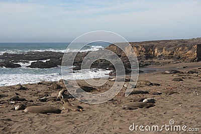 Elephant Seals on California Beach in Winter Stock Photo