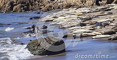 Elephant seals Mirounga on beach at San Simeon Stock Photo
