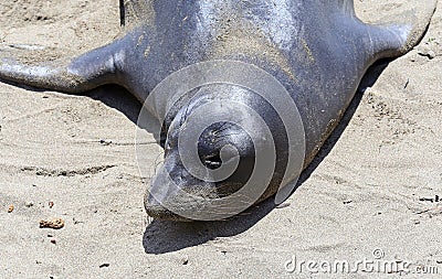 Elephant Seals #6 Stock Photo