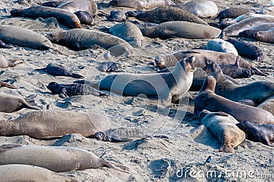 Elelphant Seal Rookery Squabble Stock Photo