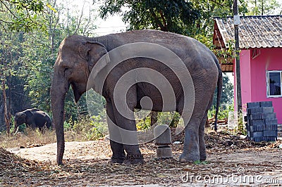 Elephant Stock Photo