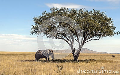 Elephant in the shade Stock Photo