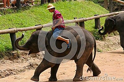 Elephant show Editorial Stock Photo