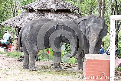 Elephant Show Editorial Stock Photo