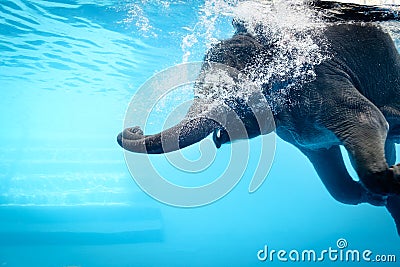 Elephant Stock Photo