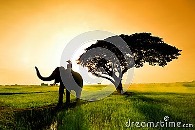 Elephant silhouette in field Stock Photo