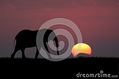 Elephant silhouette at sunset Stock Photo